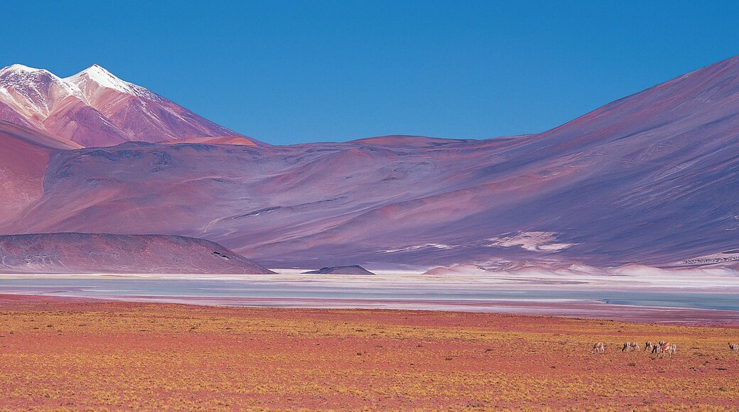 Vicuna (Vicugna vicugna) grazing near saltpans, Atacama Desert, Chile