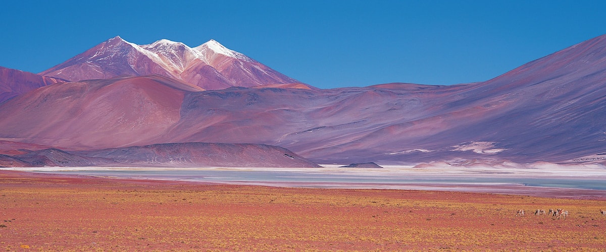 Vicuna (Vicugna vicugna) grazing near saltpans, Atacama Desert, Chile
