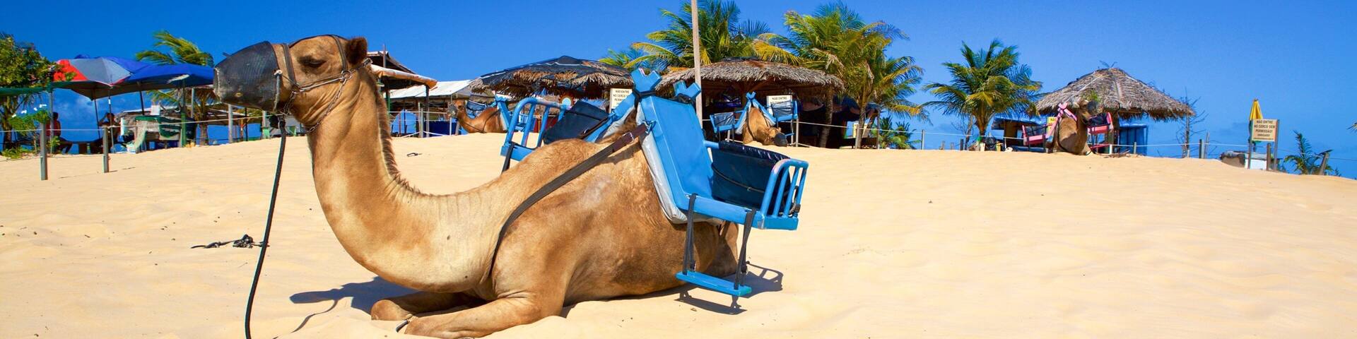 Genipabu Beach which includes land animals, a sandy beach and general coastal views