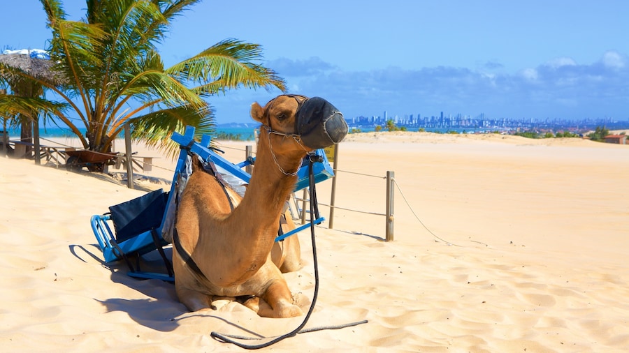 Playa de Genipabu ofreciendo animales terrestres, vistas generales de la costa y una playa de arena