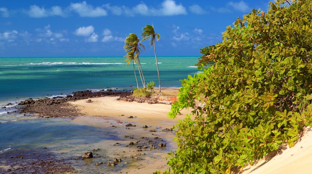 Praia de Genipabú mostrando cenas tropicais, paisagens litorâneas e uma praia de areia
