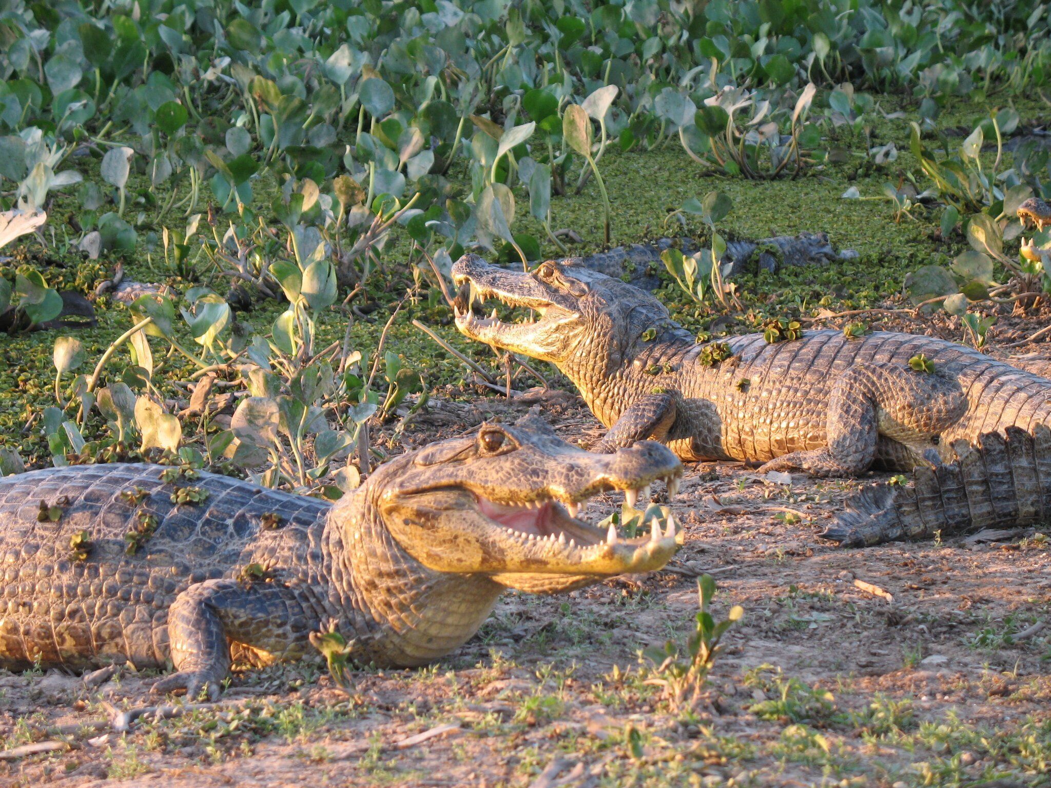 Alligators in the sun, The Pantanal, Brazil