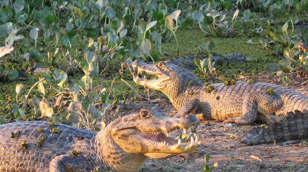Alligators in the sun, The Pantanal, Brazil