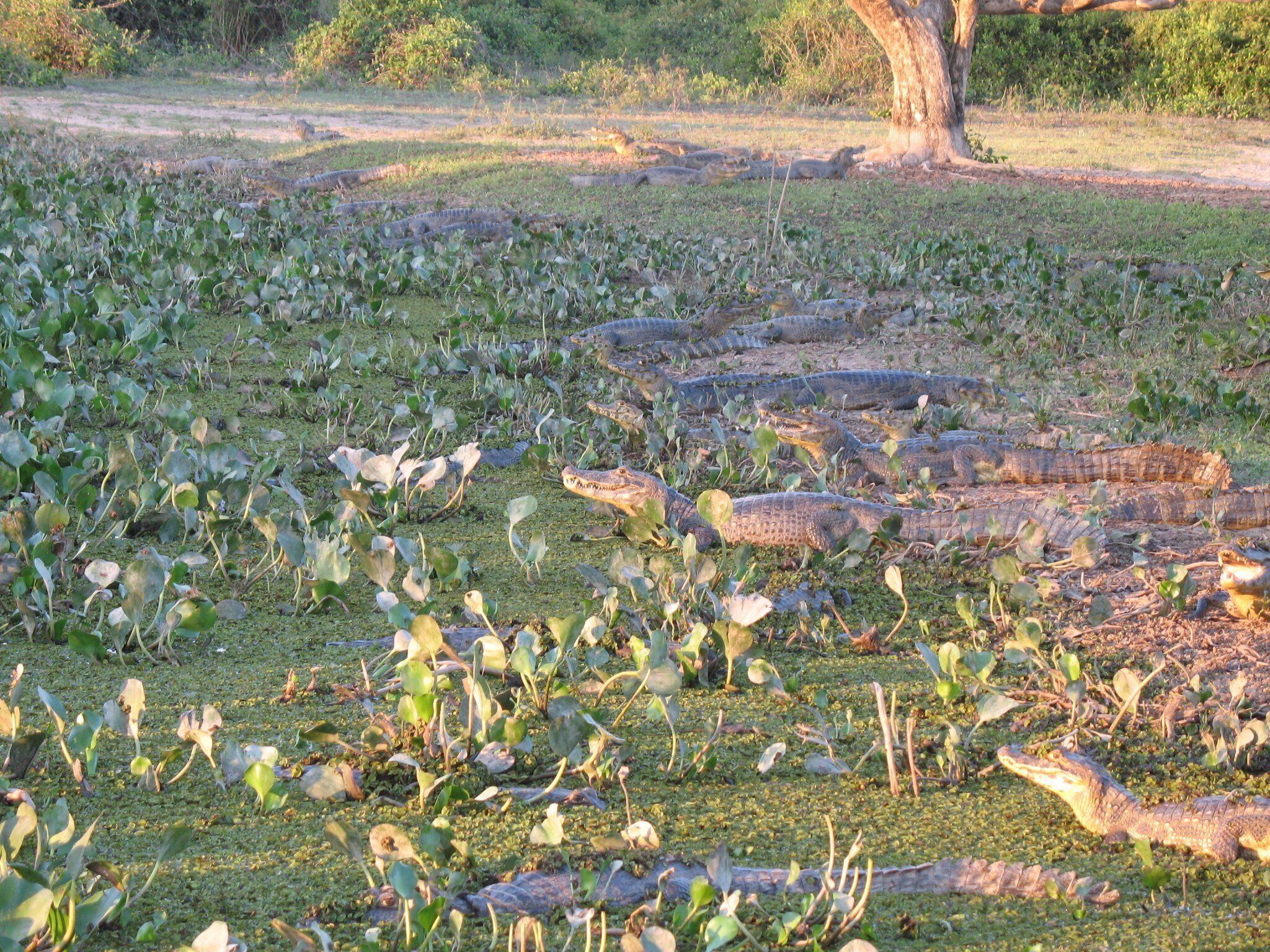 0_3b9593f8-d860-4753-a767-a5af82deffec_raw