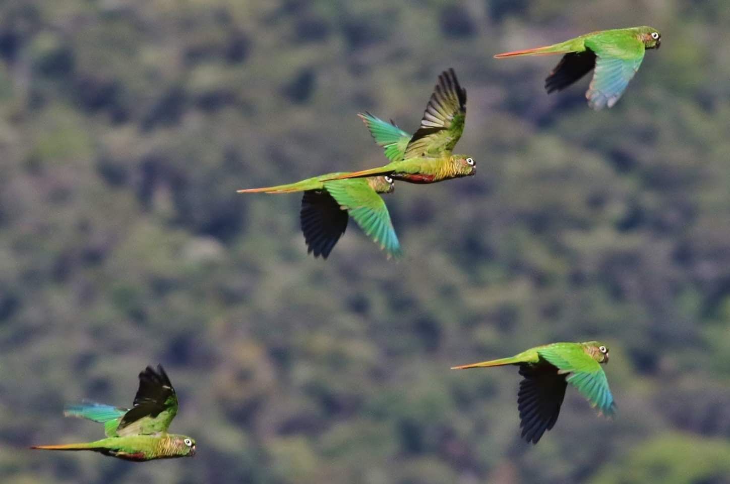 Rufous breasted parrots near hotel Ype .