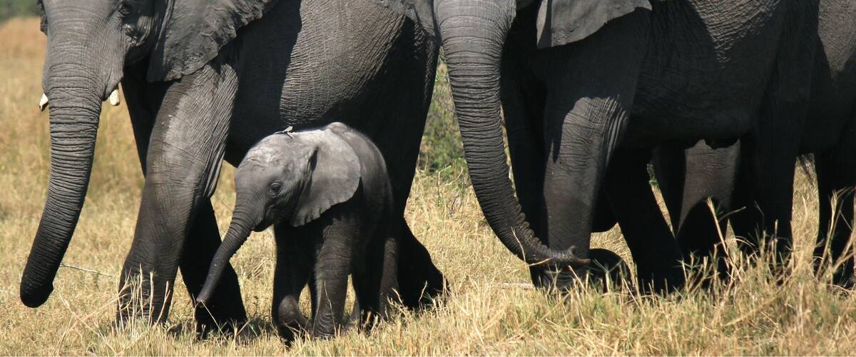 So many elephants... Awe inspiring!