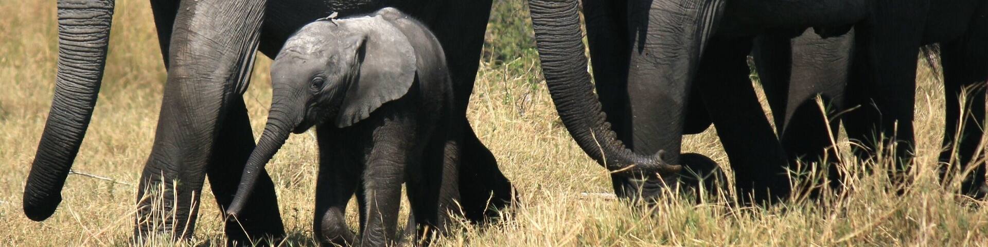 So many elephants... Awe inspiring!