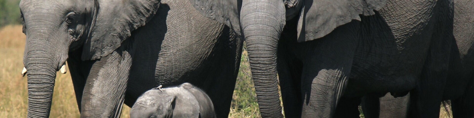 So many elephants... Awe inspiring!