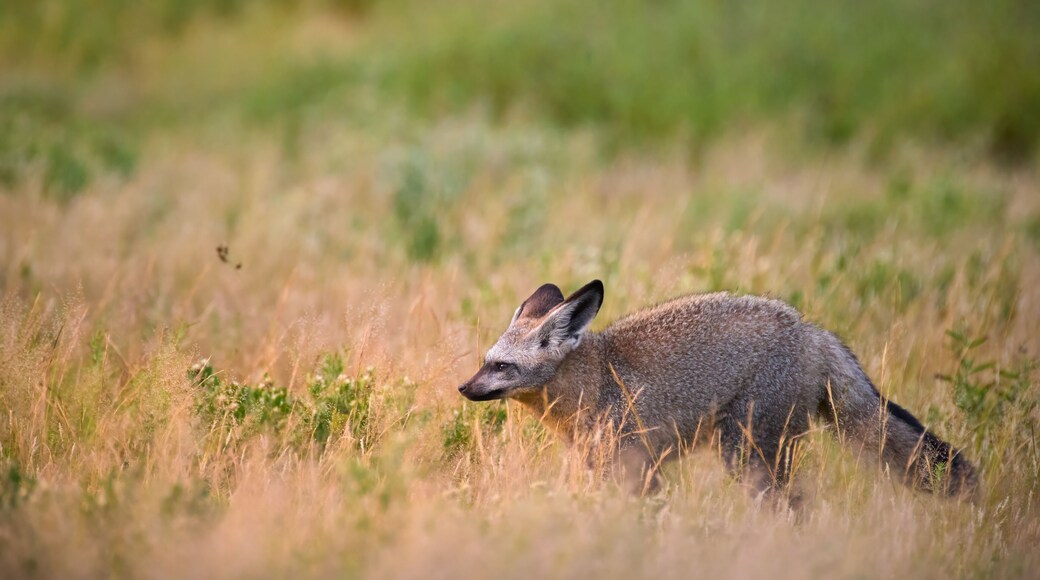 Bat-eared fox (Otocyon megalotis) sitting alert in golden savannah grass of Central Kalahari, Botswana. A rare close-up wildlife portrait with soft natural backlight and minimalism.