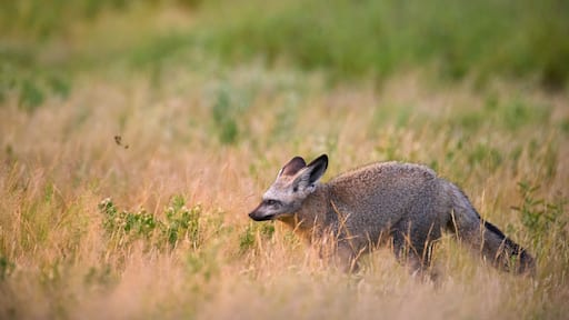 Réserve de chasse du Kalahari central