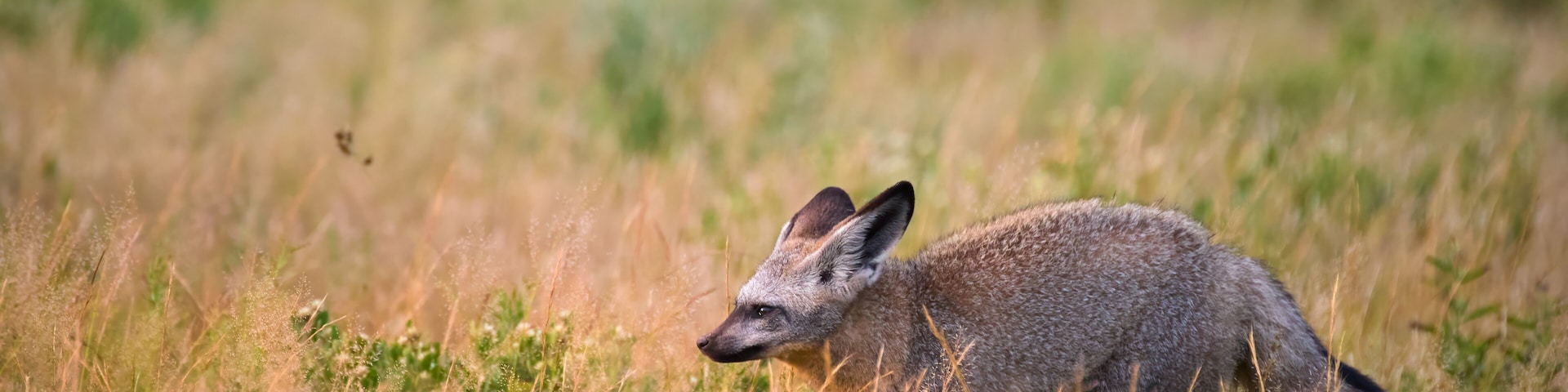 Bat-eared fox (Otocyon megalotis) sitting alert in golden savannah grass of Central Kalahari, Botswana. A rare close-up wildlife portrait with soft natural backlight and minimalism.