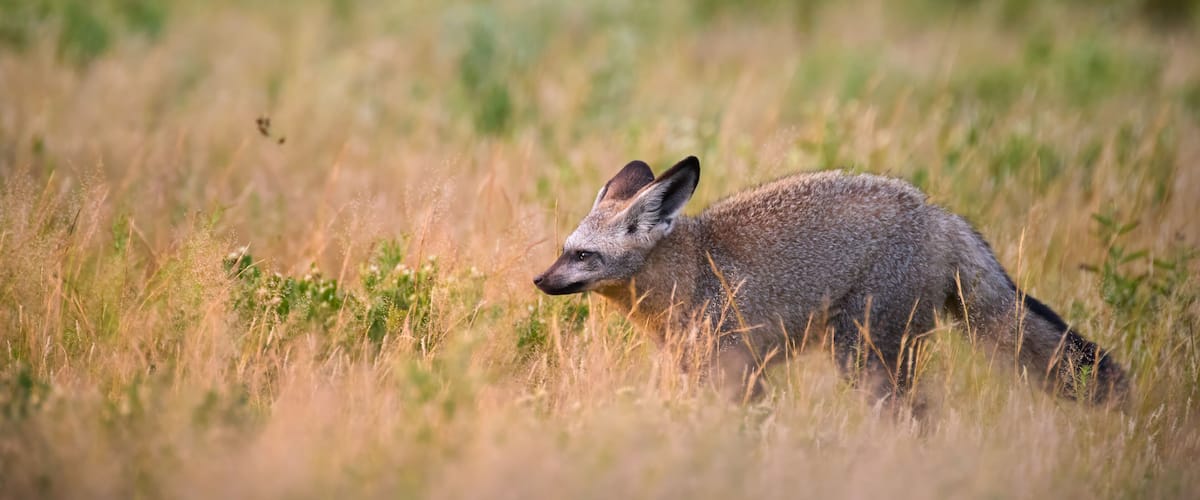 A wild dog in a grassy field.