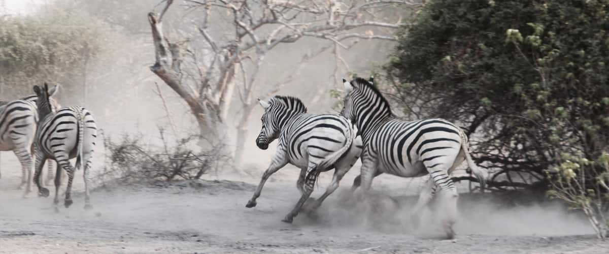 Zebra’s in Botswana