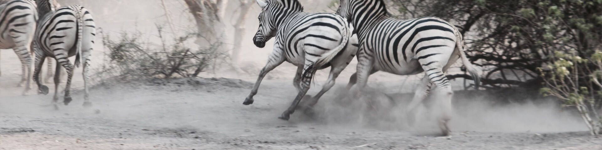 Zebraâs in Botswana