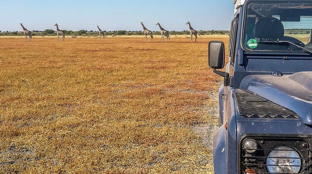 Deep in the heart of the Central Kalahari Game Reserve lies the Deception valley. A place not from this heart where ancient beasts still roam in peace.
#OnTheRoad #safari #NationalPark