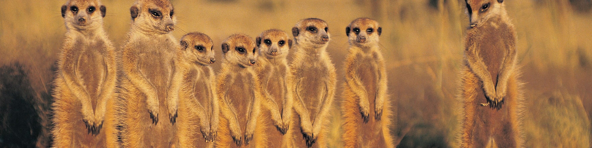 A group of meerkats standing on a sandy terrain with sparse vegetation.