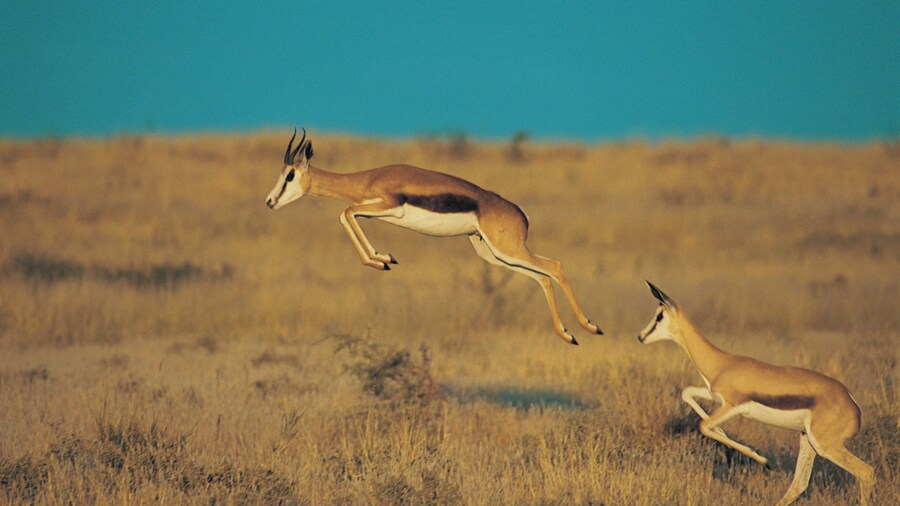 Central Kalahari Game Reserve