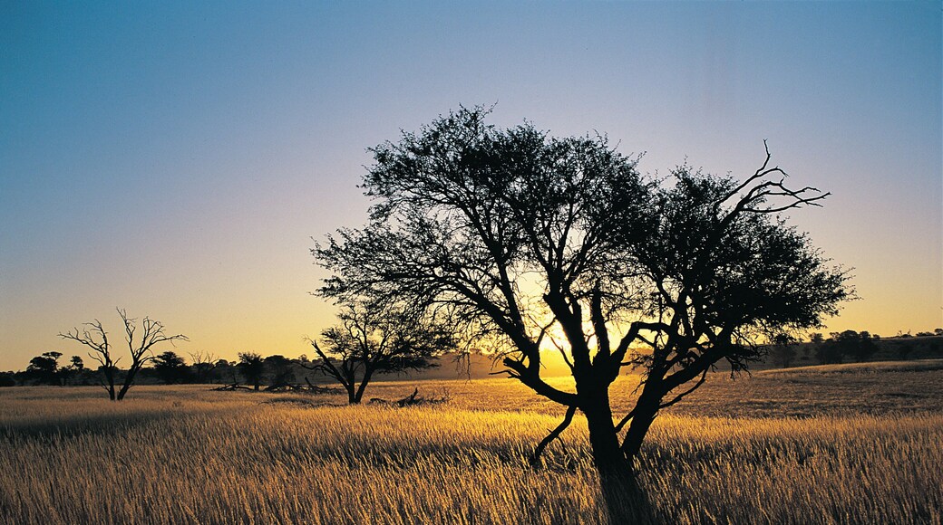 Kalahari landscape and Camelthorn in Veld at sunset, Kalahari Gemsbok National Park, South Africa