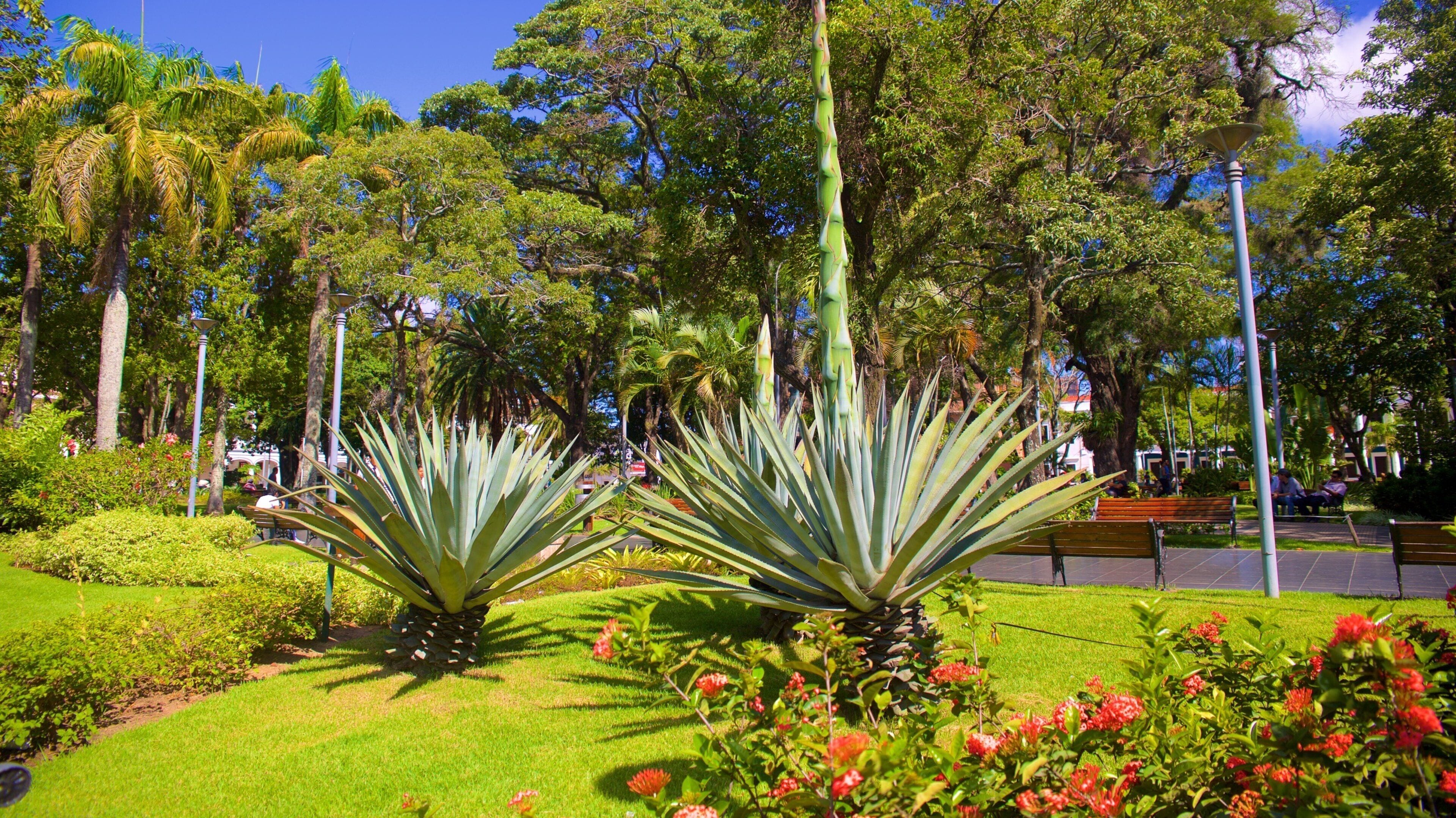 A park with agave plants, benches, and red flowers.