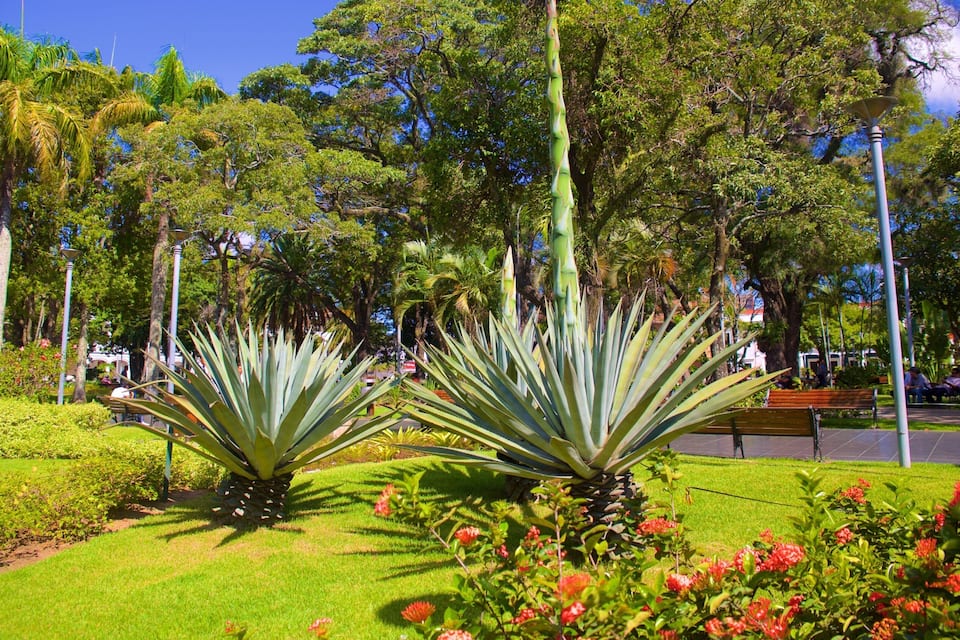 A park with agave plants, benches, and red flowers.