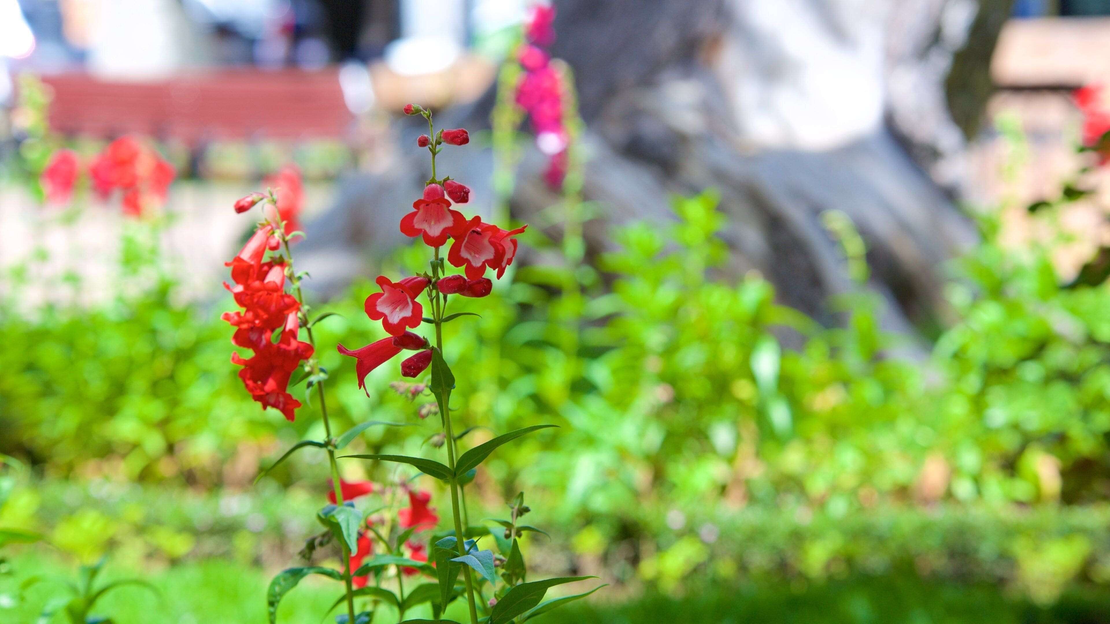 Plaza 25 de Mayo showing flowers