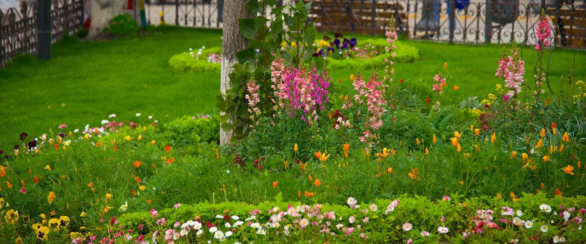 Potosi showing a garden