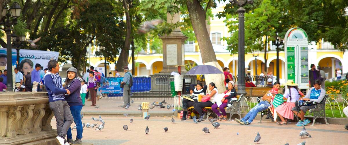 Plaza 14 de Septiembre montrant square ou place et vie des oiseaux