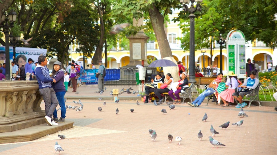 Plaza 14 de Septiembre que incluye una plaza y aves