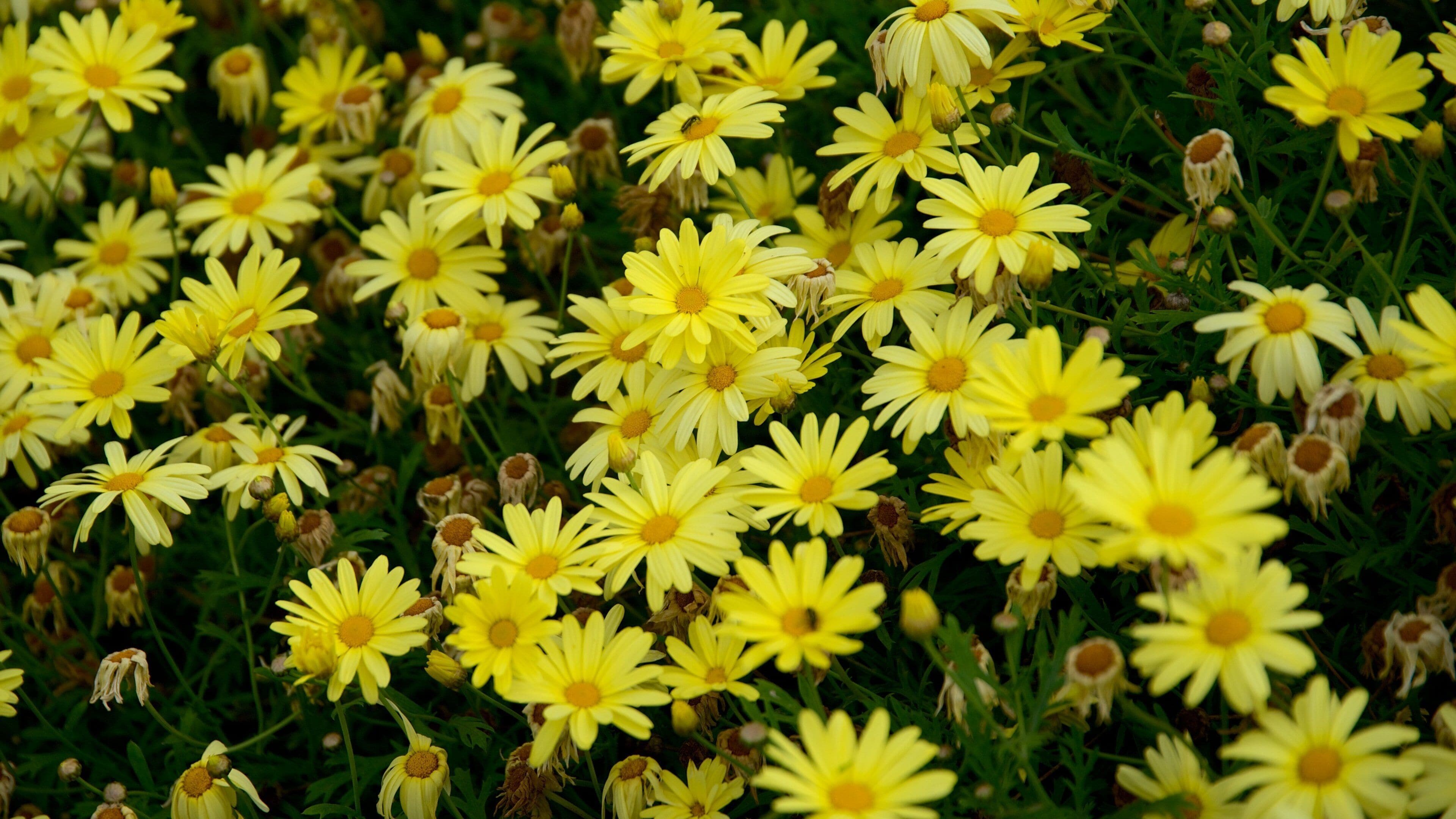 Cristo de la Concordia inclusief bloemen