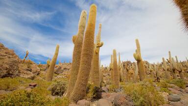 Salar de Uyuni mostrando escenas tranquilas