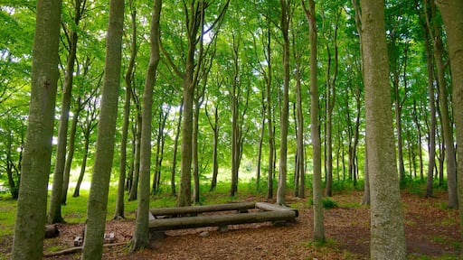 Lindholm Hoje che include paesaggio forestale