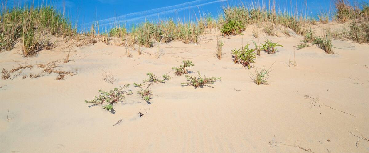 Fenwick Island State Park toont een strand