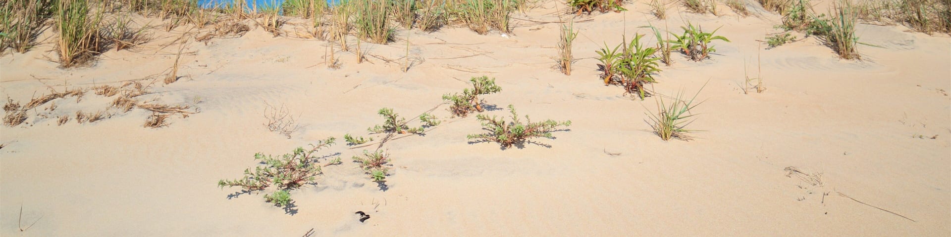フェンウィック アイランド州立公園 フィーチャー 砂浜