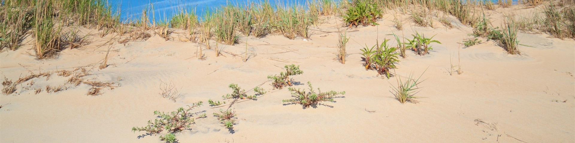 Fenwick Island State Park showing a beach