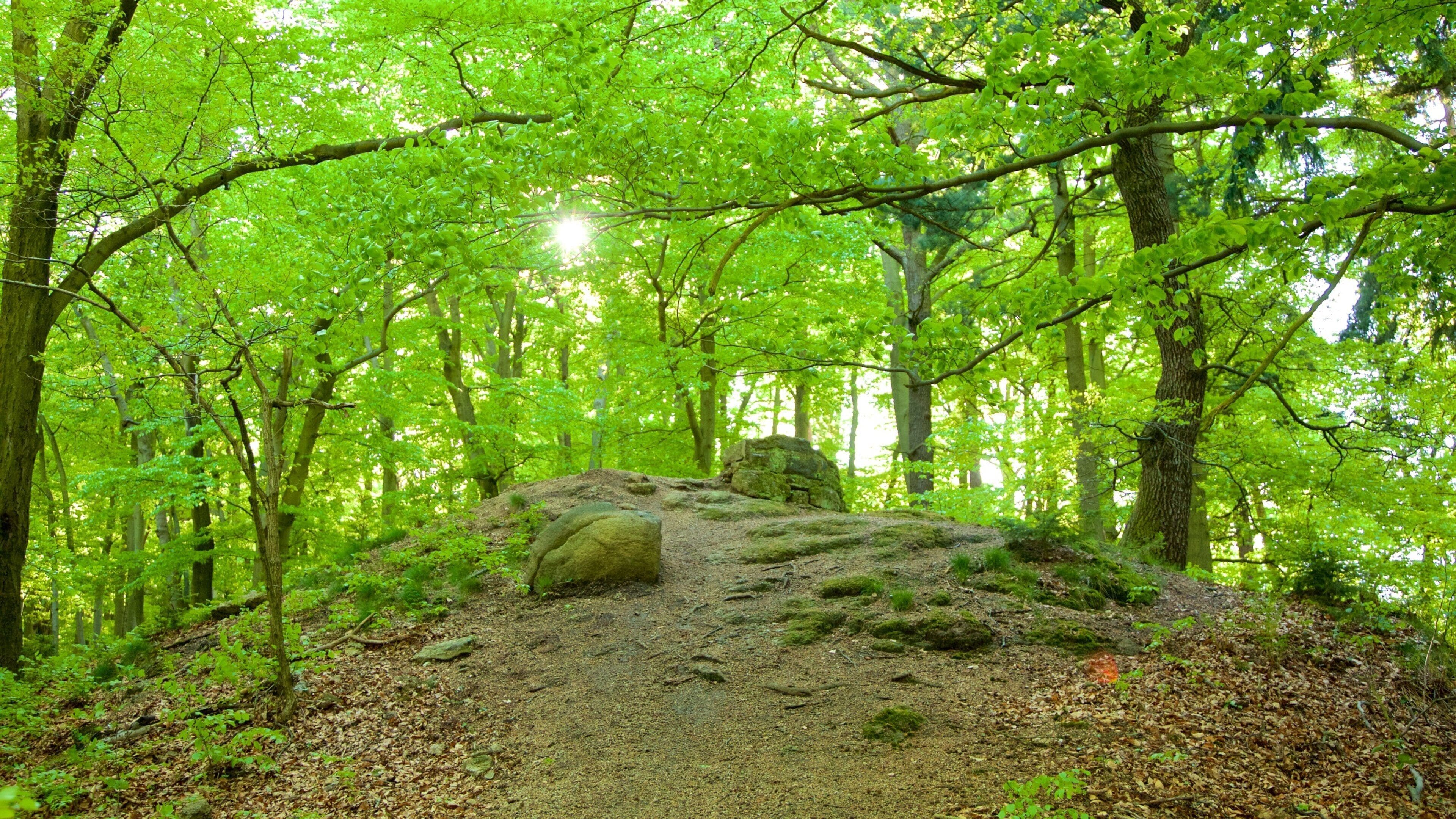 Diana Lookout Tower featuring forest scenes