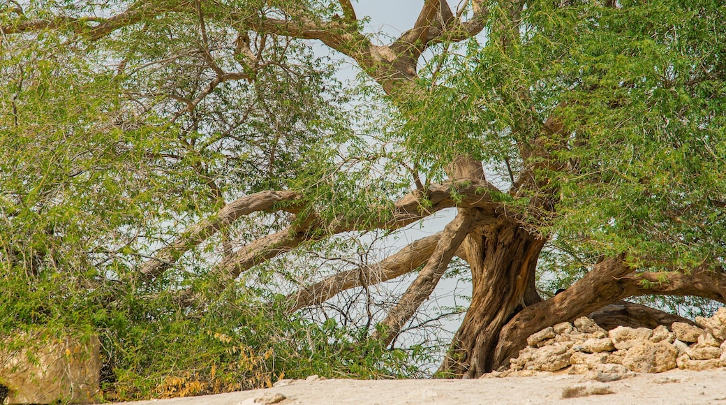 Tree of Life showing a park