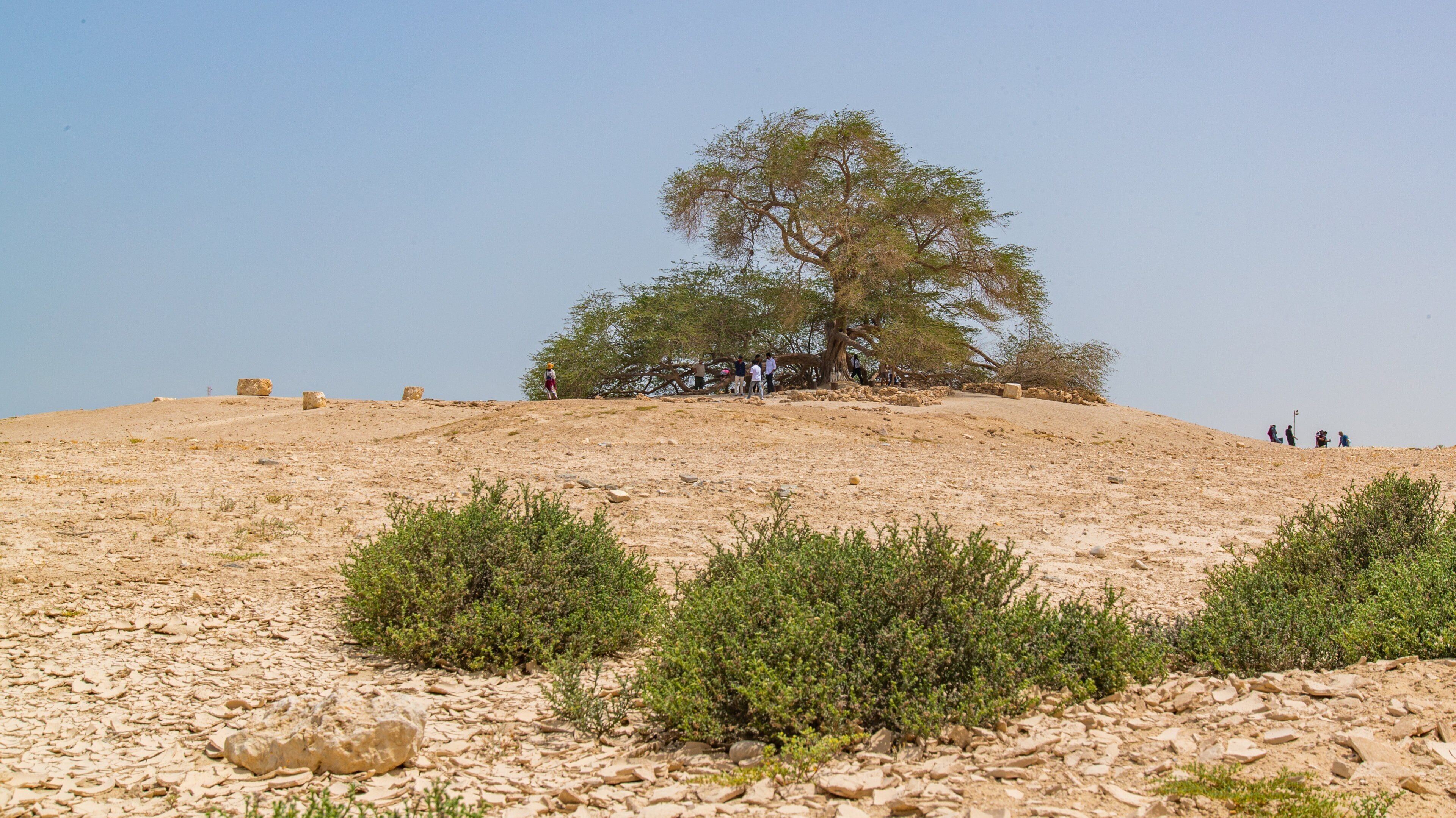 Tree of Life featuring a garden