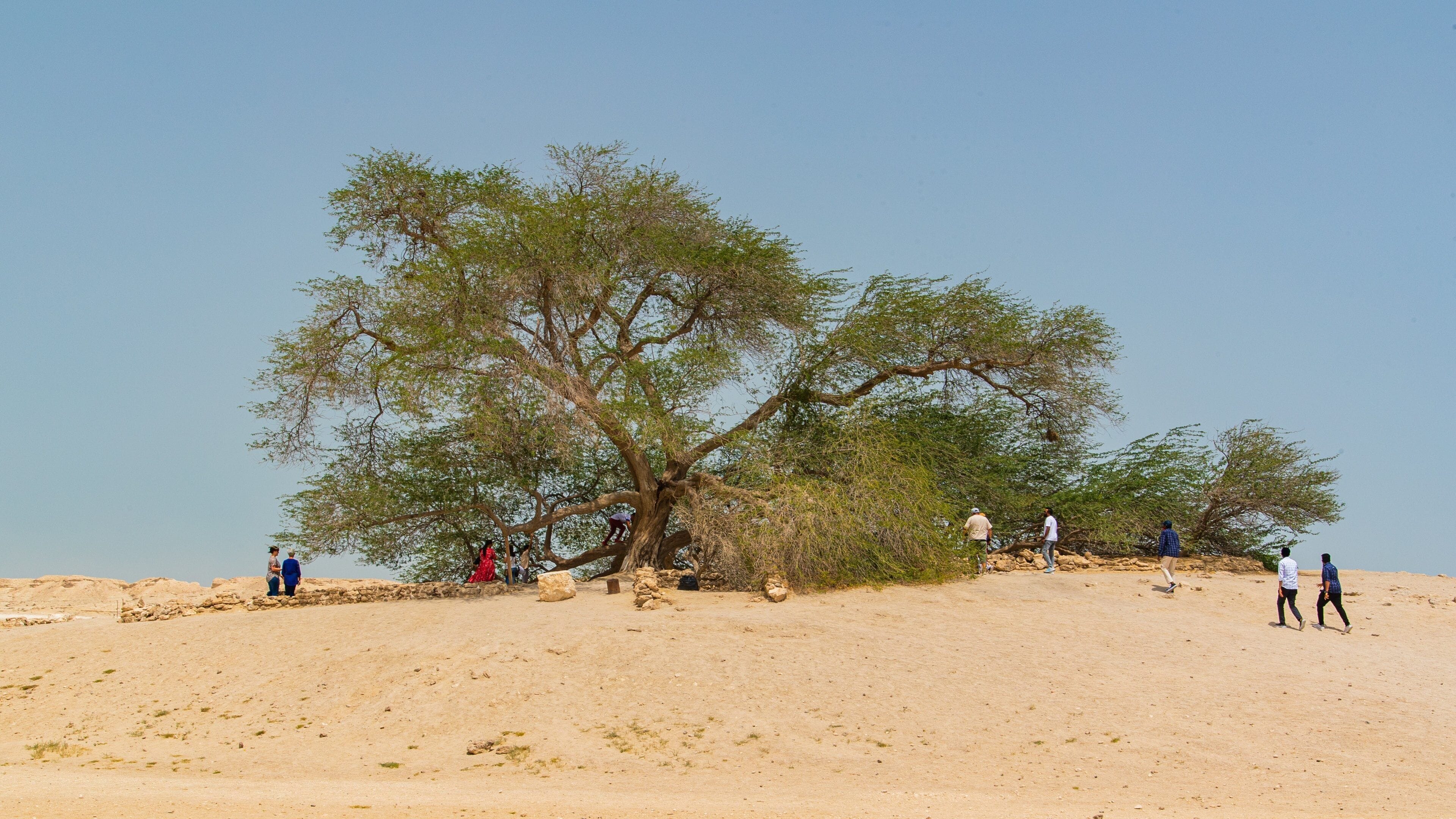 Tree of Life which includes general coastal views and a beach