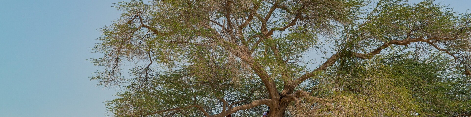 Tree of Life which includes a sandy beach