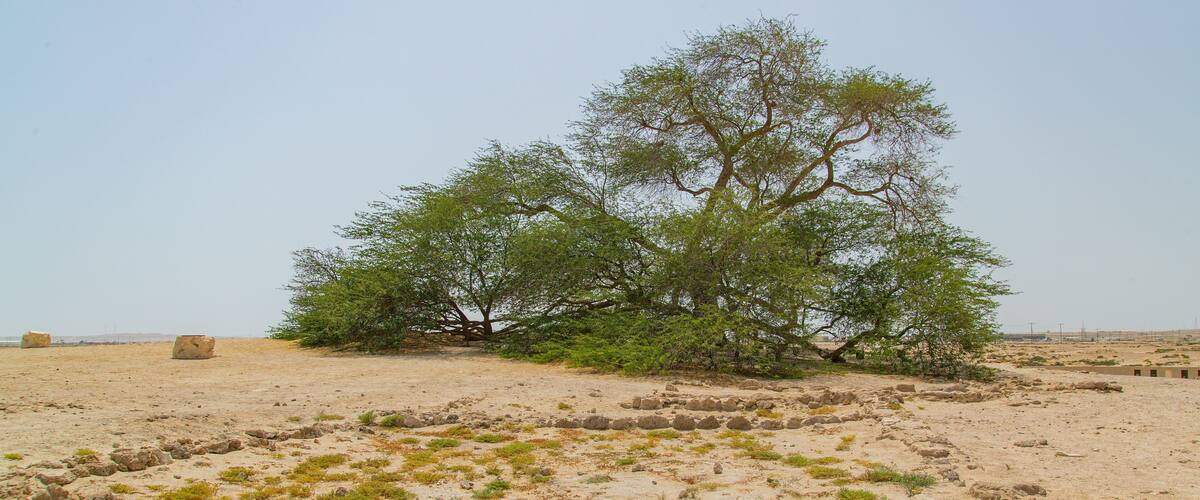 Tree of Life featuring a beach