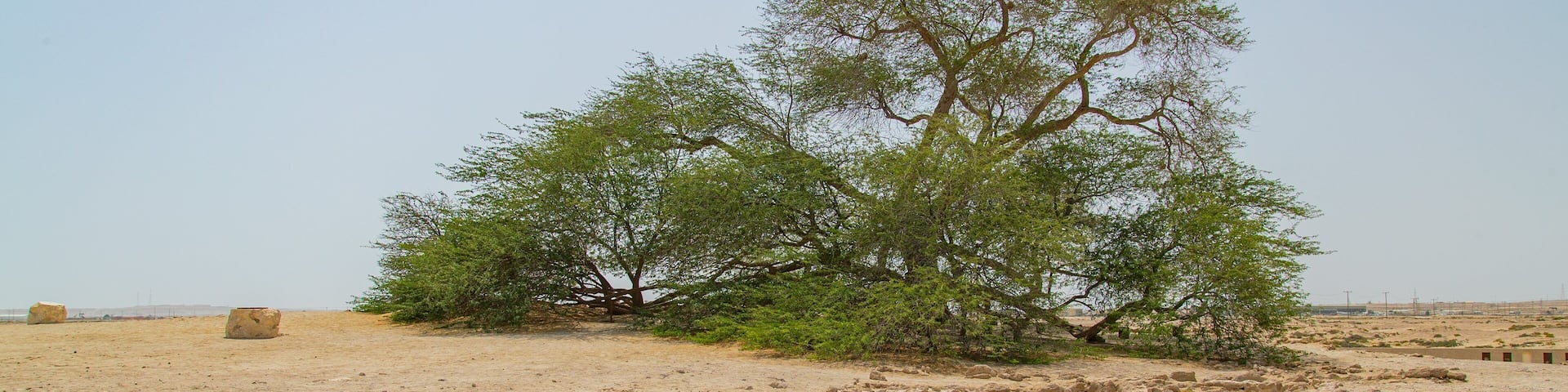 Tree of Life featuring a beach