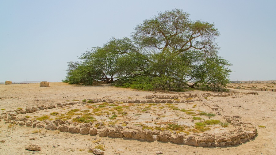 Tree of Life featuring a beach