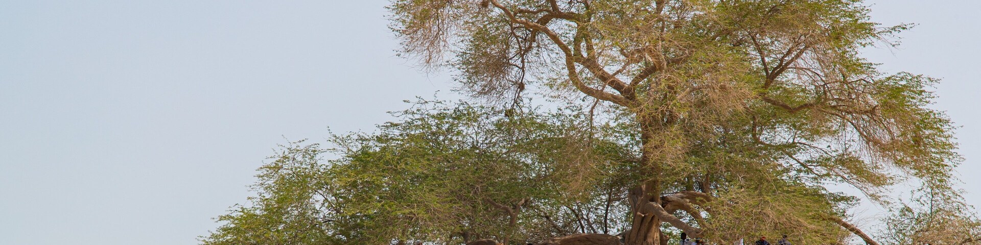 Tree of Life featuring a beach