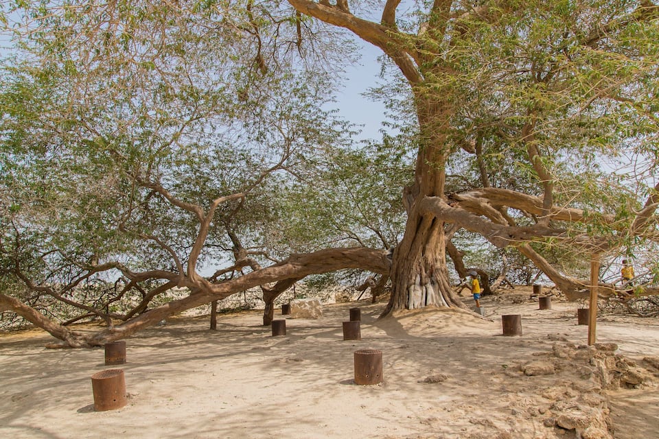 Un árbol grande con raíces y ramas extensas en una zona arenosa con postes metálicos.
