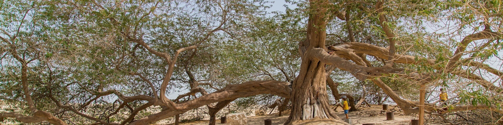 Tree of Life showing a park