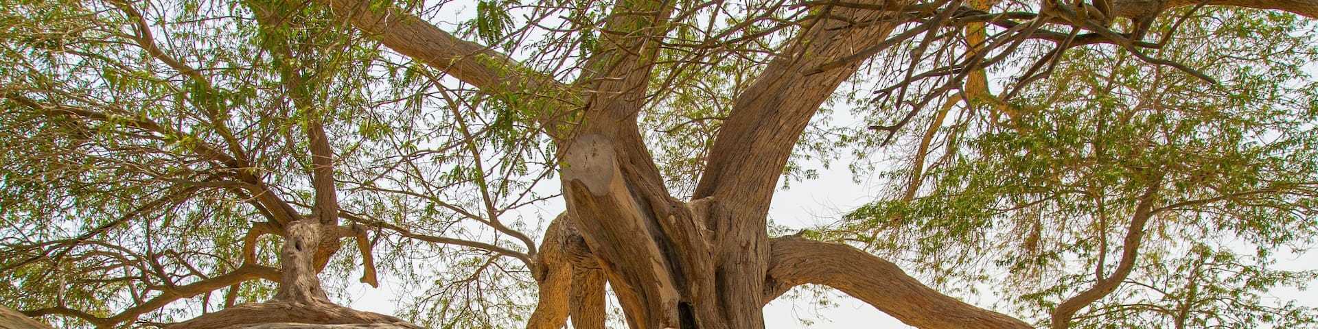 Tree of Life showing a park