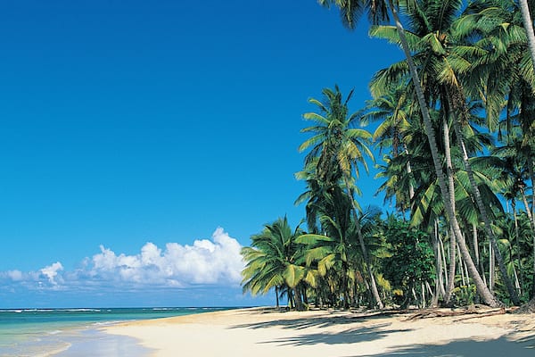 A beach with white sand and tall palm trees under a clear blue sky.