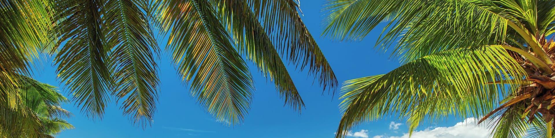 500px Photo ID: 114994541 - Palm trees on luxury exotic beach