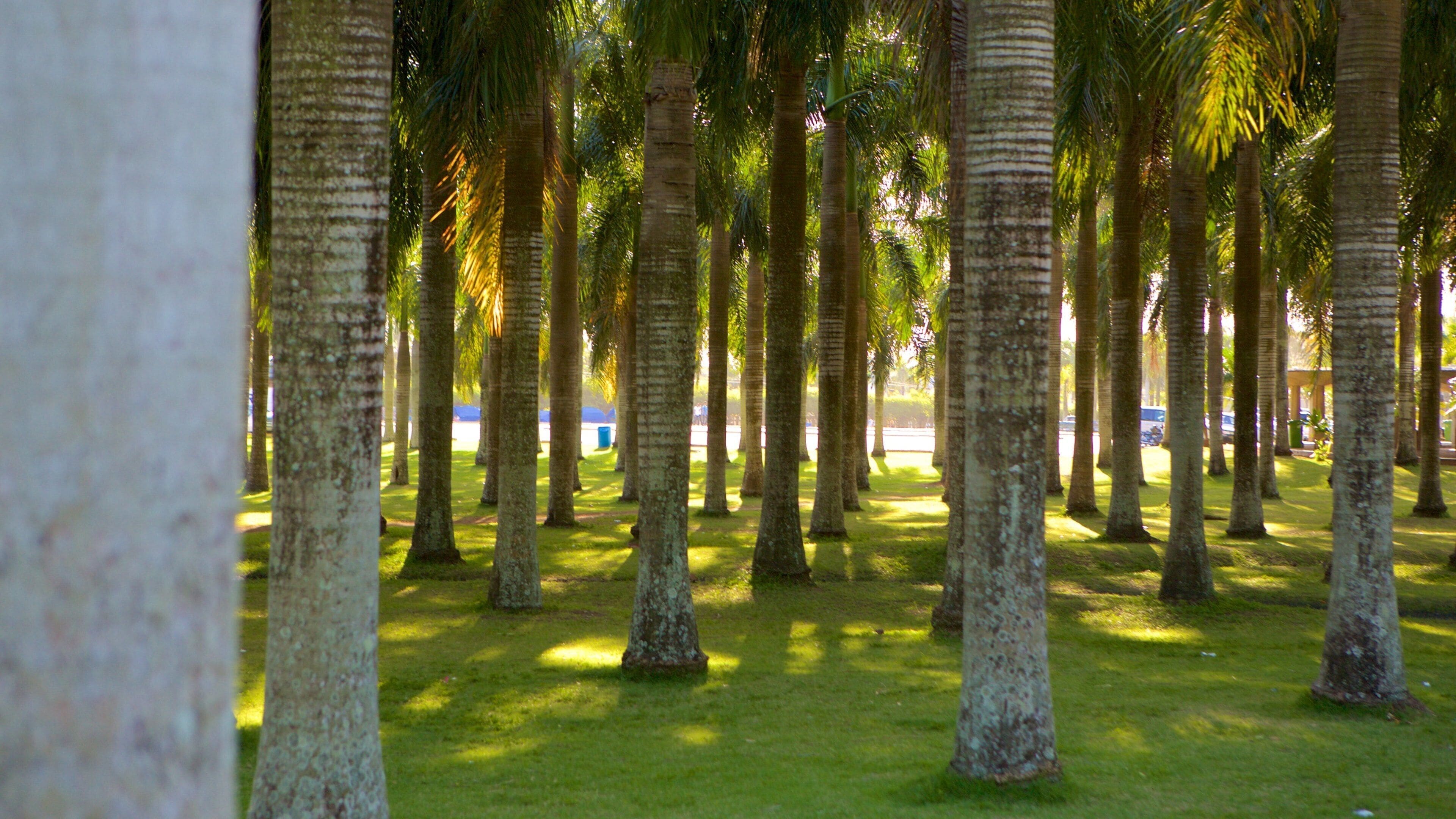 La Altagracia Cathedral featuring a park