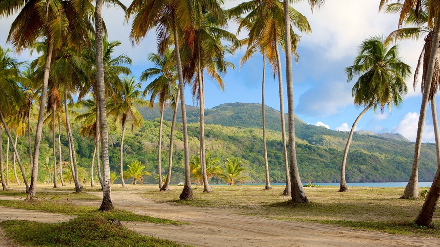 Rincon Beach showing tropical scenes and general coastal views